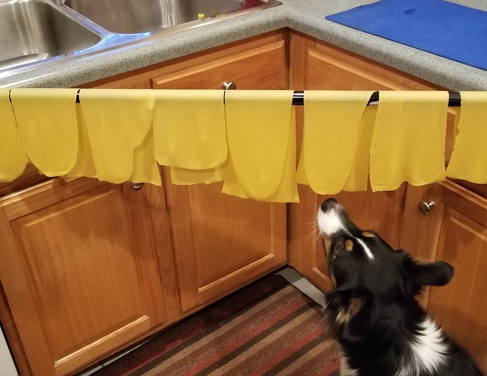 Ryder checking out our rolled pasta